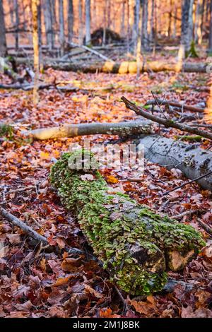 Log sur le sol forestier à la fin de l'automne recouvert de mousse et de champignons de la plate-forme verte avec feuillage d'automne autour Banque D'Images
