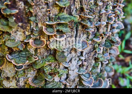 Détail de la souche d'arbre couverte de centaines de champignons et de champignons Banque D'Images