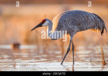 Grue de sable, comté de Socorro, Nouveau-Mexique, États-Unis. Banque D'Images