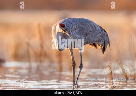 Grue de sable, comté de Socorro, Nouveau-Mexique, États-Unis. Banque D'Images