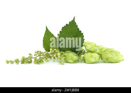 Des cônes de houblon et des fleurs de houblon sur une branche verte fraîche avec une feuille isolée sur un fond blanc Banque D'Images