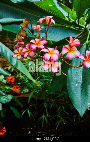 Plantes et fleurs de la forêt tropicale aux fleurs roses et orangées Banque D'Images