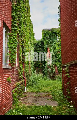 Ruelle arrière de brique et couverte de vignes vertes Banque D'Images