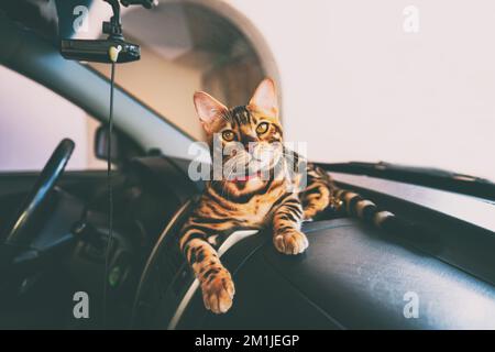 Jeune chat bengale dans la voiture Banque D'Images