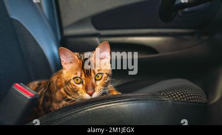 Jeune chat bengale dans la voiture Banque D'Images