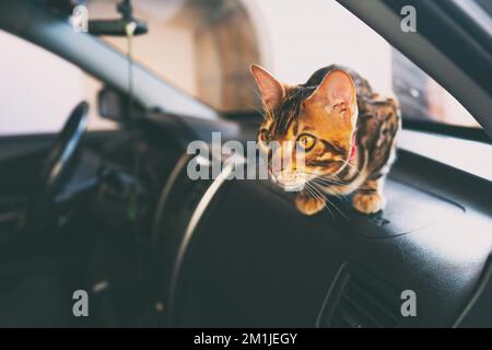 Jeune chat bengale dans la voiture Banque D'Images