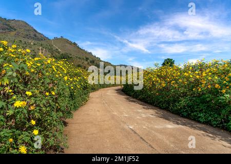 La belle route des tournesols sauvages fleurit dans la commune de Chu Dang ya, district de Chu PAH, province de Gia Lai, Vietnam Banque D'Images