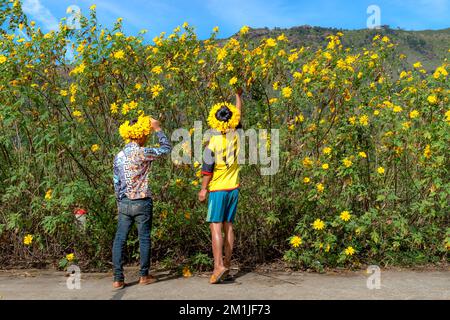Chu Dang Ya commune, Chu PAH district, province de Gia Lai, Vietnam - 7 novembre 2022 : les enfants sont excités parmi les tournesols sauvages qui fleurissent brillamment Banque D'Images