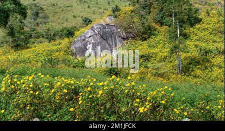 Des milliers de tournesols sauvages fleurissent brillamment dans les montagnes de la commune de Chu Dang ya, district de Chu PAH, province de Gia Lai, Vietnam. Banque D'Images