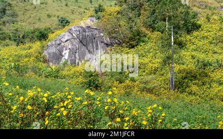 Des milliers de tournesols sauvages fleurissent brillamment dans les montagnes de la commune de Chu Dang ya, district de Chu PAH, province de Gia Lai, Vietnam. Banque D'Images