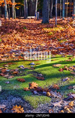 Détail de sol de mousse sur le sentier avec des feuilles d'automne couvrant l'arrière-plan et le terrain de camping bas au fond de la forêt Banque D'Images