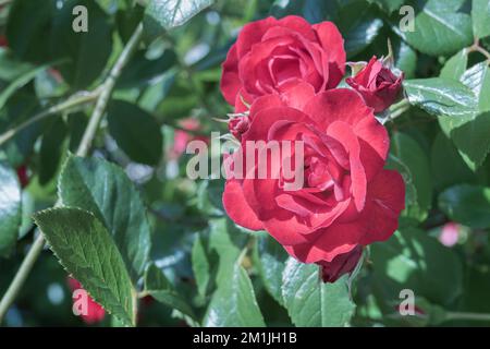 rose rouge dans la plante vue rapprochée avec la lumière du soleil à l'extérieur en été Banque D'Images