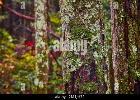 Superbe détail écorce d'arbre dans les bois couverts de lichen et de mousse Banque D'Images