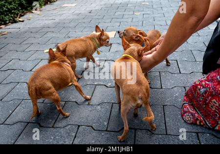 Zone urbaine d'Ecopark, Van Giang, province de Hung yen, Vietnam - 17 novembre 2022: Chiens de Chihuahua dans la rue de la zone urbaine d'Ecopark, Van Giang, Hung yen Banque D'Images