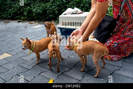 Zone urbaine d'Ecopark, Van Giang, province de Hung yen, Vietnam - 17 novembre 2022: Chiens de Chihuahua dans la rue de la zone urbaine d'Ecopark, Van Giang, Hung yen Banque D'Images