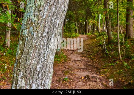 Écorce d'arbre avec lichen en foyer avec fond doux de chemin de randonnée dans la forêt Banque D'Images