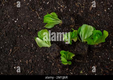 Plantules de laitue romaine. Culture de légumes bio purs dans votre propre jardin. Plante de laitue sur le sol.Maison jardin Banque D'Images