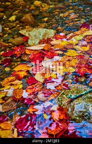 Les feuilles d'automne colorées s'accumulent sur la surface de la rivière dans le tas Banque D'Images