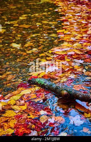 Les feuilles d'automne colorées s'accumulent sur la surface de la rivière avec du bois Banque D'Images