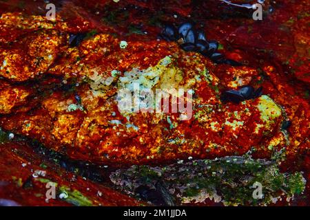 Les petites moules et les algues rouges remplissent une petite piscine à marée dans le Maine Banque D'Images