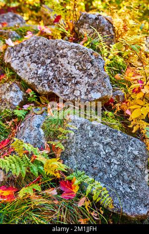 Détail du sol forestier en automne avec des feuilles jaunes et concentration sur les petits rochers couverts de lichen Banque D'Images