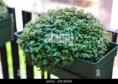 Callisia repens dans la marmite sur le balcon Banque D'Images