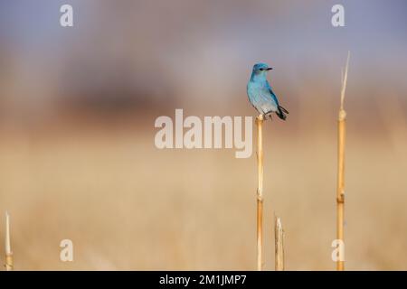 Mountain Bluebird, réserve naturelle de Bernardo, Nouveau-Mexique, États-Unis. Banque D'Images