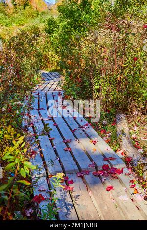 Les feuilles d'automne rouges couvrent un petit chemin de randonnée simple en bois étroit dans les bois d'automne Banque D'Images
