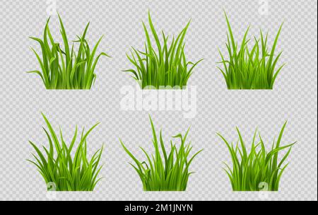 Ensemble réaliste de patchs de gazon vert png isolé sur fond transparent. Illustration vectorielle d'une plante basse avec des feuilles étroites qui poussent dans le jardin. Herbe pour la décoration de pelouse, nourriture pour animaux de pâturage Illustration de Vecteur