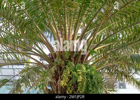 Gros plan d'un palmier. Gros plan sur la texture du tronc de l'arbre de paume. La texture sur les branches vertes. Magnifique arrière-plan d'été. Banque D'Images