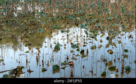 Soleil éclatant sur les feuilles de lotus flétresses en automne. Beauté de la nature. Banque D'Images