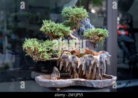 Bonsai dans le jardin. Gros plan Banque D'Images