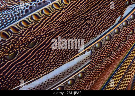 Détail de magnifiques motifs de plumes sur le grand faisan argus Banque D'Images