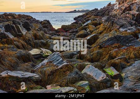 Côte rocheuse du Maine à marée basse couverte de rochers et de plantes marines Banque D'Images