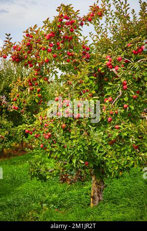 Ferme de vergers de pommes avec pommes rouges couvrant l'arbre Banque D'Images