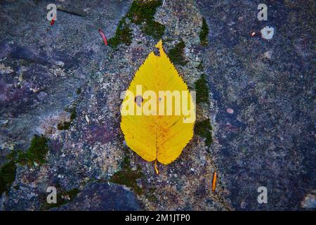 Petite feuille de chute jaune simple de la vue droite sur des roches sombres avec des patchs de lichen Banque D'Images