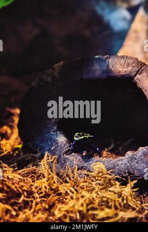 Petite grenouille empoisonnée à l'intérieur du tronc d'arbre creux par des mousses dans la lumière sombre Banque D'Images