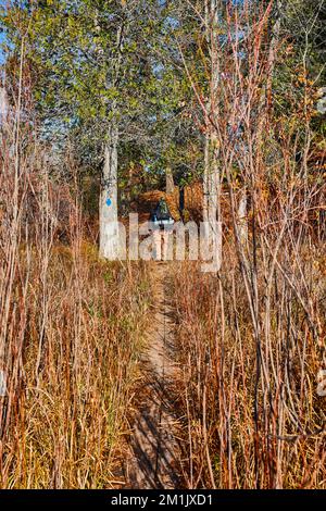Petit sentier de randonnée à travers de hautes herbes avec randonnée routard dans les bois par marqueur bleu de sentier dans le Michigan Banque D'Images