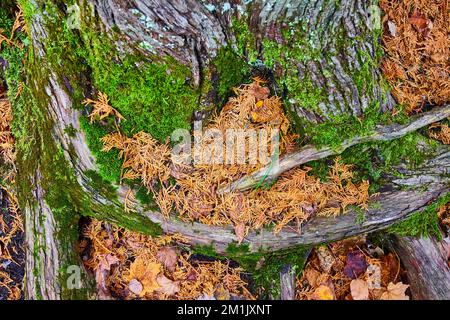 Détail des racines de l'arbre couvertes de mousse et entourées d'aiguilles de pin Banque D'Images