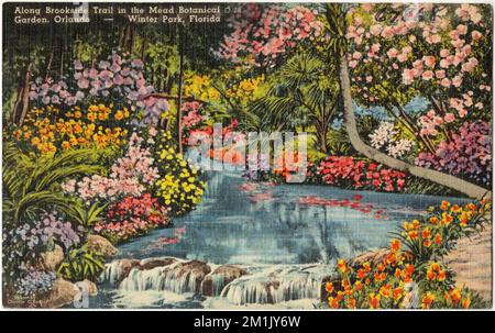 Le long de Brookside Trail dans le jardin botanique de Mead, Orlando- Winter Park, Floride, Parks, Tichnor Brothers Collection, Cartes postales des États-Unis Banque D'Images