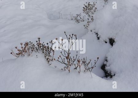 magnifique fond blanc d'hiver enneigé, buissons alpins enneigés dans la vallée de yumthang en hiver, sikkim en inde Banque D'Images