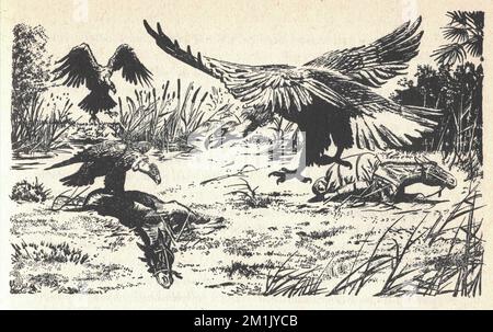 Les vautours mangent des carcasses de chevaux. Ancienne illustration en noir et blanc. Dessin vintage. Illustration par Zdenek Burian. Zdenek Michael Frantisek Burian (11 février 1905 à Koprivnice, Moravie, Autriche-Hongrie 1 juillet 1981 à Prague, Tchécoslovaquie) est un peintre, illustrateur de livres et paléoartiste tchèque dont les travaux ont joué un rôle central dans le développement de la reconstruction paléontologique. À l'origine reconnue uniquement en Tchécoslovaquie natale, la renommée de Burian s'est par la suite étendue à un public international au cours d'une carrière remarquable s'étendant sur six décennies (1930s à 1980s). Il est considéré par beaucoup comme l'un des Banque D'Images