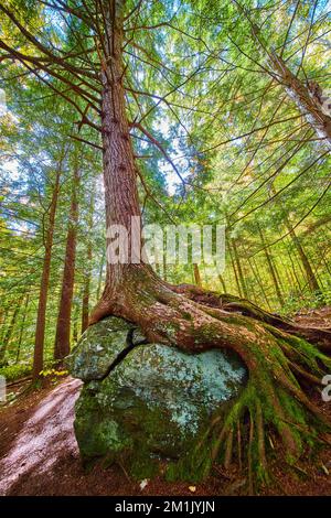 Vue sur un arbre dont les racines sont exposées et qui pousse sur un gros rocher dans une forêt verdoyante et luxuriante Banque D'Images