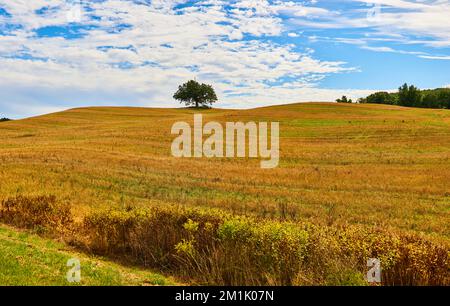 L'arbre solitaire repose dans un magnifique paysage de colline dorée avec ciel bleu Banque D'Images