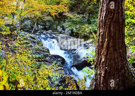 Cascades dans la forêt avec tronc d'arbre et feuillage jaune Banque D'Images