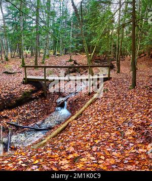 Randonnée en forêt avec petite crique et pont de marche et feuilles d'automne sur le sol Banque D'Images