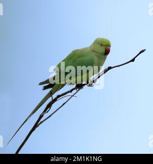Un Parakeet sauvage perché dans un arbre d'un jardin du Warwickshire Banque D'Images