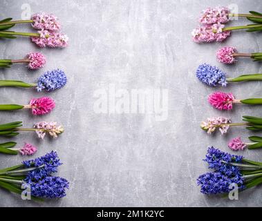 Fleurs de jacinthe multicolores. Jacinthe orientalis violette, multicolore. Jacinthes de ressort. Fond de carte des fêtes de fin d'année. Carte de vœux, printemps ba Banque D'Images