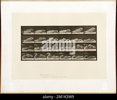 Locomotion animale. Planche 536 , hommes, mains, écriture, locomotion humaine, une étude électro-photographique des phases consécutives de mouvements d'animaux Banque D'Images