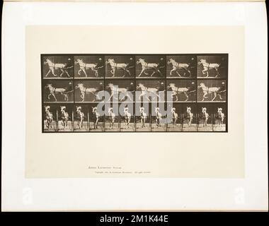 Locomotion animale. Assiette 610 , chevaux, chariots de poney, locomotion animale, une étude électro-photographique des phases consécutives de mouvements d'animaux Banque D'Images